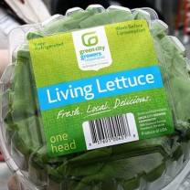 Green City Growers supplies Bibb lettuce, green leaf lettuce, gourmet lettuces and basil to institutional and commercial customers.