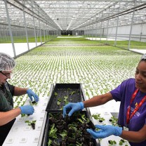 Green City Growers Cooperative&rsquo;s 3.25-acre hydroponic greenhouse in the Central neighborhood opened in 2013.  